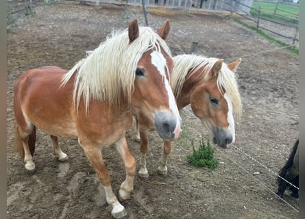 Haflinger, Hingst, 3 år, 155 cm, fux