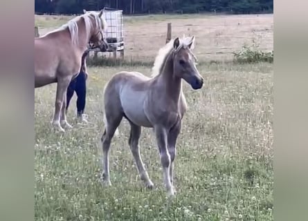 Haflinger, Hingst, Föl (04/2024), 150 cm