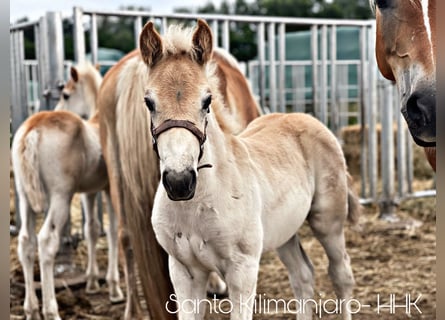 Haflinger, Hingst, Föl (05/2024), 154 cm