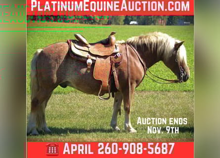 Haflinger, Hongre, 10 Ans, 137 cm, Alezan brûlé