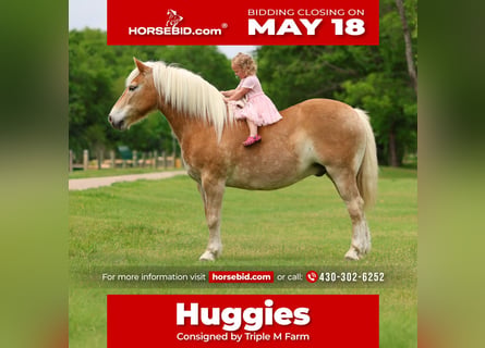 Haflinger, Hongre, 10 Ans, Alezan brûlé