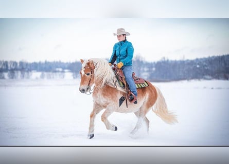 Haflinger, Hongre, 11 Ans, 145 cm, Palomino