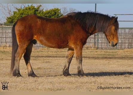 Haflinger, Hongre, 14 Ans, 142 cm, Bai cerise