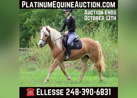 Haflinger, Hongre, 14 Ans, 145 cm, Alezan cuivré