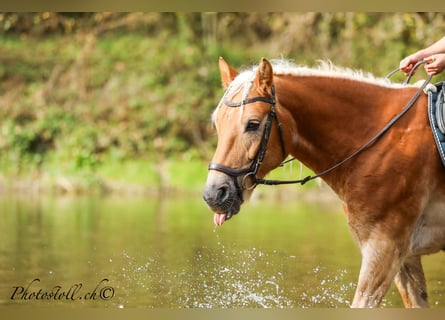 Haflinger, Hongre, 14 Ans, 146 cm, Alezan