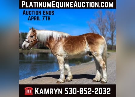 Haflinger, Hongre, 14 Ans, 150 cm, Alezan cuivré