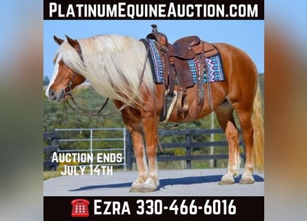 Haflinger, Hongre, 15 Ans, 147 cm, Alezan brûlé