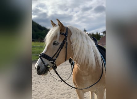 Haflinger, Hongre, 15 Ans, 152 cm, Alezan