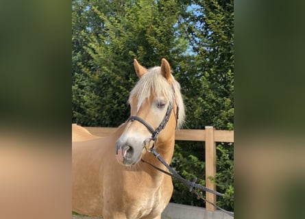 Haflinger, Hongre, 17 Ans, 150 cm, Alezan