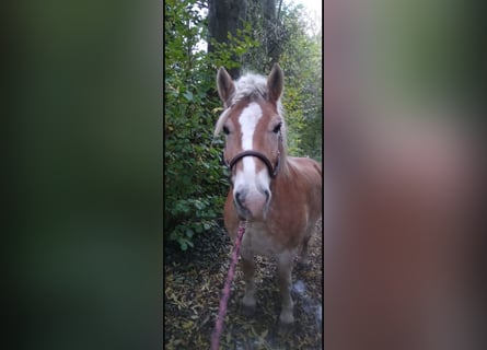 Haflinger, Hongre, 18 Ans, 140 cm, Palomino