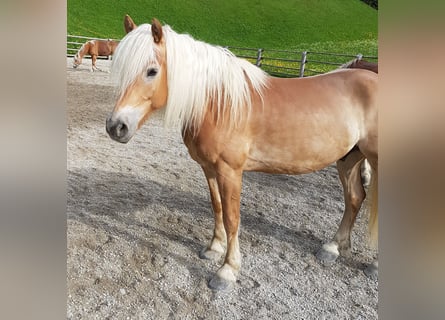 Haflinger, Hongre, 18 Ans, 150 cm, Alezan