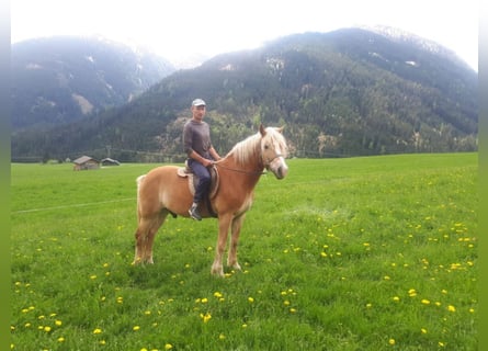 Haflinger, Hongre, 18 Ans, 156 cm, Alezan