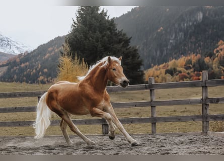 Haflinger, Hongre, 1 Année, 150 cm, Alezan