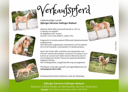 Haflinger, Hongre, 2 Ans, 147 cm, Alezan