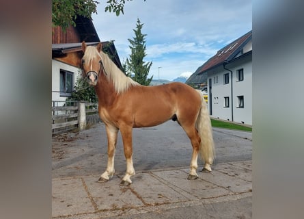 Haflinger, Hongre, 2 Ans, 148 cm