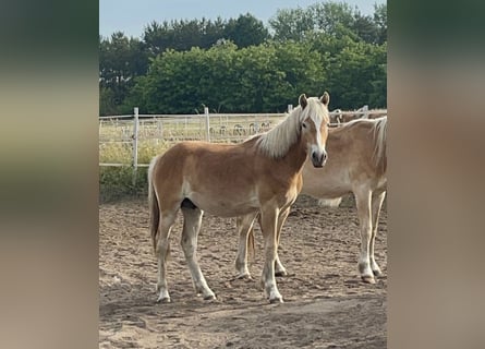 Haflinger, Hongre, 2 Ans, 152 cm, Alezan