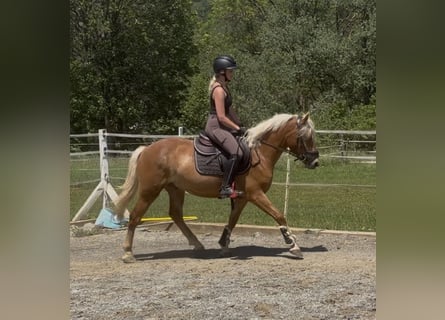 Haflinger, Hongre, 3 Ans, 146 cm, Alezan