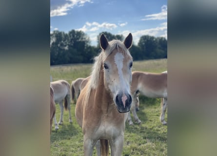 Haflinger, Hongre, 3 Ans, 148 cm