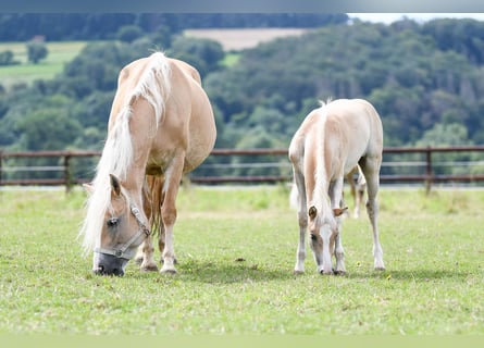 Haflinger, Hongre, 5 Ans, 150 cm, Alezan