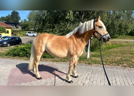 Haflinger, Hongre, 5 Ans, 151 cm, Alezan