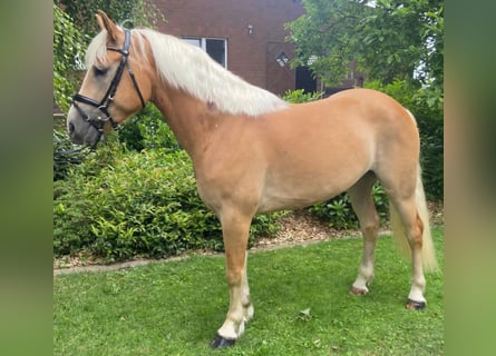 Haflinger, Hongre, 5 Ans, 152 cm