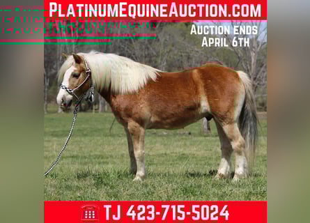 Haflinger, Hongre, 6 Ans, 140 cm, Alezan brûlé