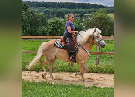 Haflinger, Hongre, 6 Ans, 150 cm, Alezan