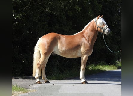 Haflinger, Hongre, 6 Ans, 155 cm, Alezan