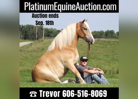 Haflinger, Hongre, 6 Ans, 155 cm, Palomino