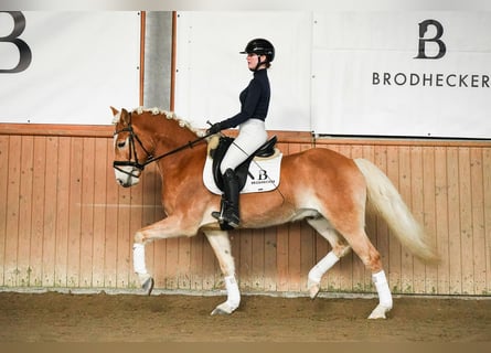 Haflinger, Hongre, 7 Ans, 155 cm, Alezan