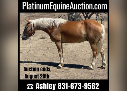 Haflinger, Hongre, 8 Ans, Alezan cuivré