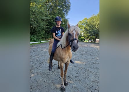 Haflinger Croisé, Jument, 10 Ans, 140 cm, Alezan