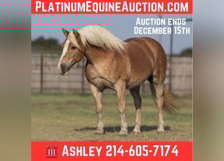 Haflinger, Jument, 10 Ans, 142 cm, Alezan brûlé