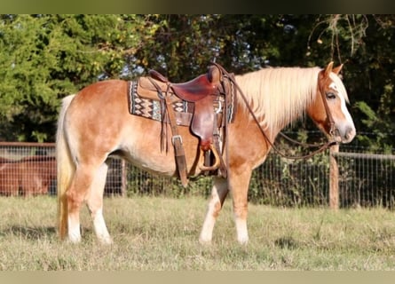 Haflinger, Jument, 11 Ans, Palomino