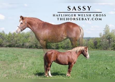 Haflinger Croisé, Jument, 12 Ans, 135 cm, Alezan cuivré