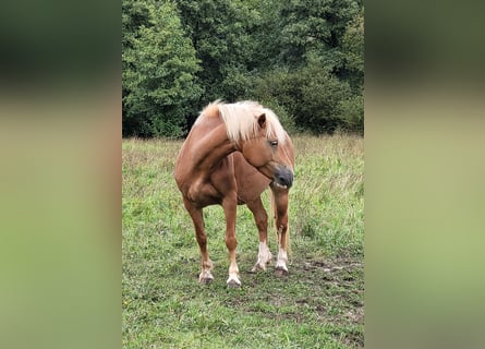 Haflinger, Jument, 12 Ans, 138 cm, Alezan