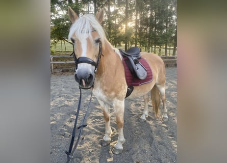 Haflinger, Jument, 13 Ans, 155 cm, Alezan