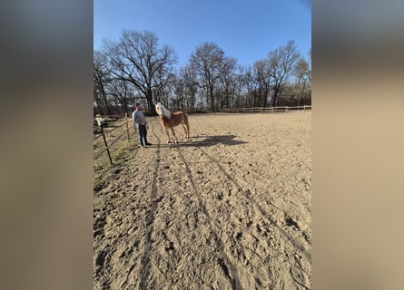 Haflinger, Jument, 17 Ans, 150 cm, Alezan