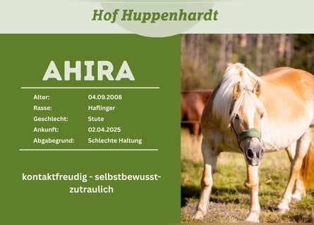 Haflinger, Jument, 18 Ans, 148 cm, Alezan