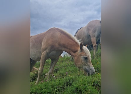 Haflinger, Jument, 1 Année, 148 cm, Alezan