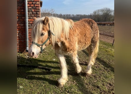 Haflinger Croisé, Jument, 20 Ans, Alezan