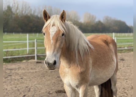 Haflinger, Jument, 2 Ans, 152 cm, Alezan