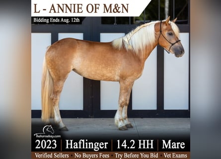 Haflinger, Jument, 3 Ans, 147 cm, Alezan brûlé