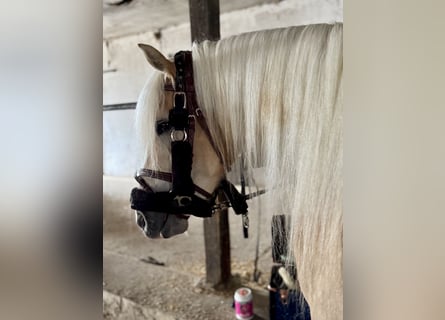 Haflinger, Jument, 3 Ans, 147 cm, Palomino