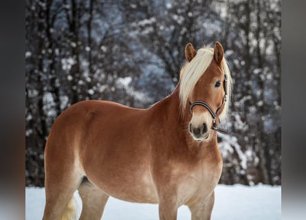 Haflinger, Jument, 3 Ans, 148 cm, Alezan