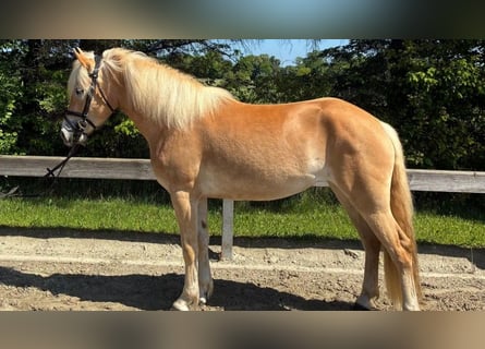 Haflinger, Jument, 3 Ans, 152 cm, Alezan