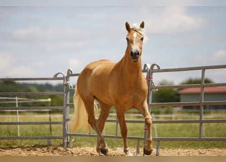 Haflinger, Jument, 3 Ans, 155 cm