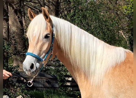 Haflinger, Jument, 3 Ans