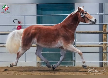 Haflinger, Jument, 4 Ans, 145 cm, Alezan brûlé
