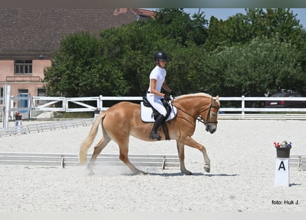 Haflinger, Jument, 4 Ans, 149 cm, Alezan brûlé